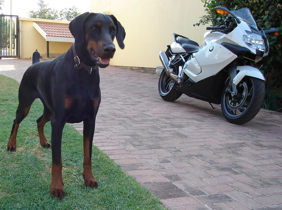 doberman pincher and Bike